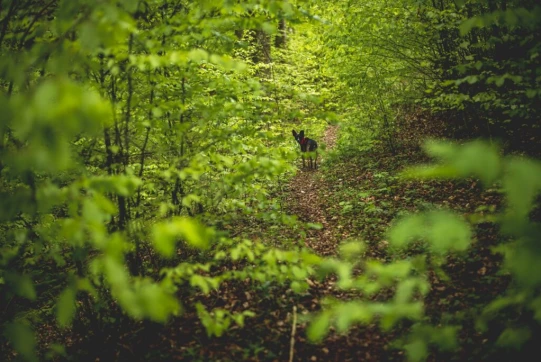 Jim et moi continuons ensuite notre chemin en direction de l'arête en nous engouffrant dans la forêt sur un sentier absolument féérique. La végétation y est riche et variée et on entend bientôt le ruisseau qui coule un peu plus loin.