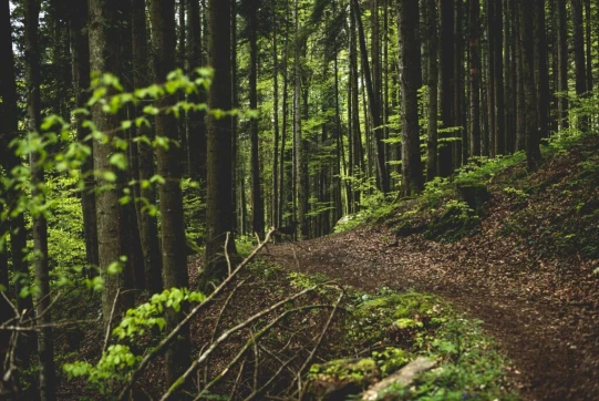 La forêt franc-montagnarde est généreuse, entre sapins et hêtres. Bien qu'elle ne soit pas loin, l'arête se cache derrière le feuillage. On entend les grimpeurs et le cliquetis des dégaines puis on poursuit notre route qui nous éloigne du rocher.