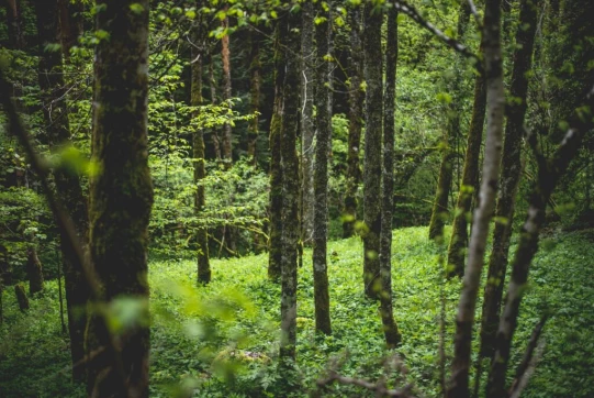 La descente nous emmène vers des zones plus humides et mystérieuses, toujours le long du ruisseau...