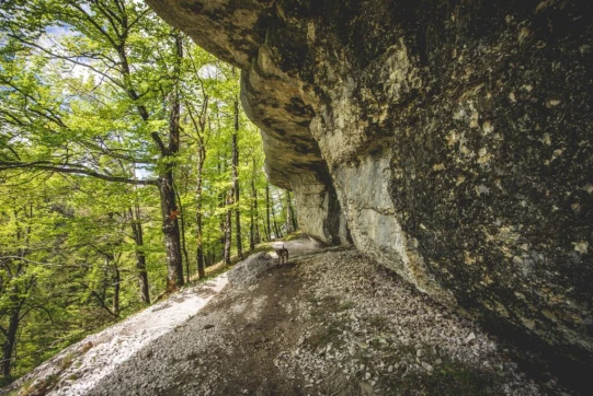 Après avoir franchi quelques escaliers métalliques relativement raides, nous voilà sous la barre rocheuse...