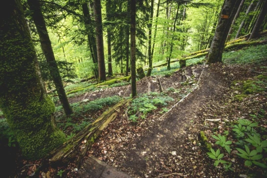 La descente vers le Doubs est balisée rouge-blanc. Il n'y a pas d'endroit exposé mais le sentier est glissant s'il est mouillé (ce qui était le cas aujourd'hui). On y trouve également l'une ou l'autre chaîne qui peut s'avérer utile et une dernière échelle à franchir (mon chien est passé à côté sans difficulté). On reste donc attentif et on pose les pieds avec attention.