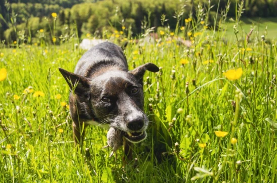 A la sortie du pré, nous marchons sur la route sur quelques mètres puis bifurquons dans la forêt pour reprendre un sentier à travers la forêt qui nous mènera, en montée, jusqu'à la fameuse arête.
A ce stade, j'avoue que la fatigue se fait gentiment sentir. Je suis encore un peu encrassée de l'hiver et cela fait déjà un bon moment que nous marchons. Mais je me motive en pensant à la fameuse arête qui nous attend à l'issue de cette dernière montée.
