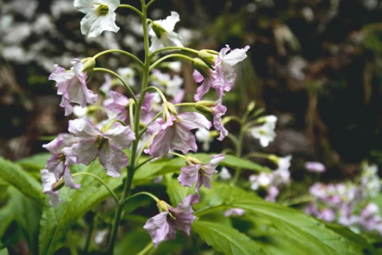 Les fleurs sont partout, comme un tapis silencieux se contentant juste d'être joli 🥰