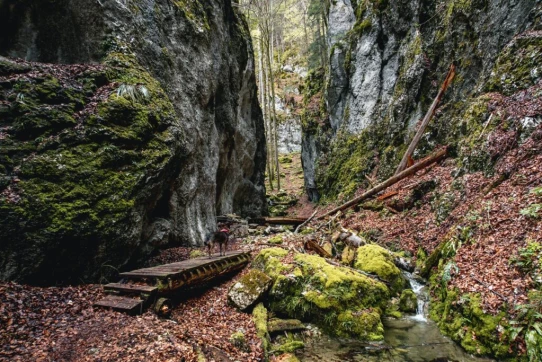 Toujours fidèle au poste malgré ses 13 ans et demi, Jim nous précède !