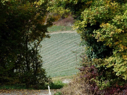 anzere.grimisuat-sion-118