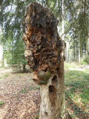 apples-en-fermens-apples-126