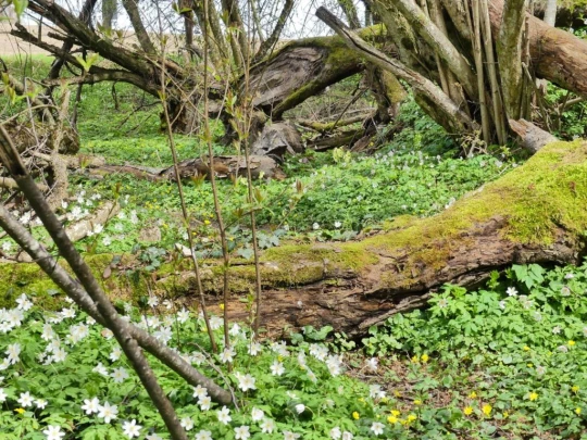 apples-en-fermens-apples-141