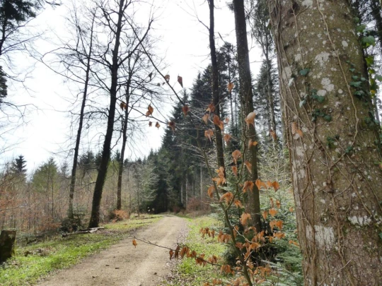 apples-en-fermens-apples-154