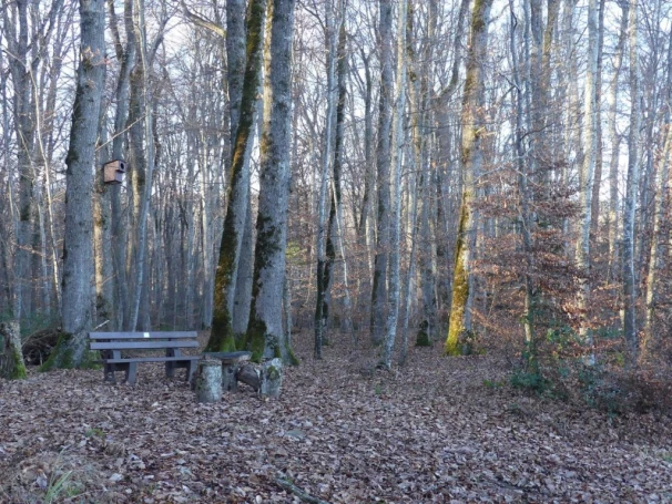 Bretonnières, Bois de Forel, Romainmôtier, Le Signal, Condemine, Croy, banc