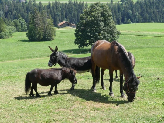 biaufond-la-chaux-de-fonds-208
