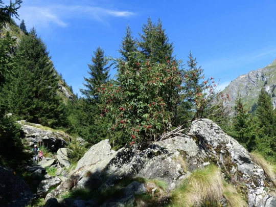 bonatchiesse-le-chable-117