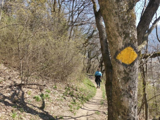 branson-follateres-fully-129