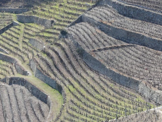 branson-follateres-fully-156