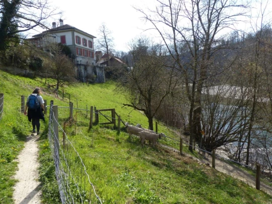 bremgarten-b-bern-bern-111