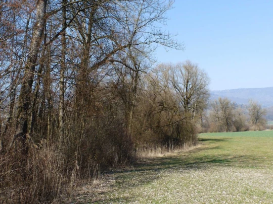 buren-a-den-aare-buren-148