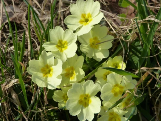 fleur Châtel St-Denis Les Chaux Moille-Saulaz Grenive Nant Vevey