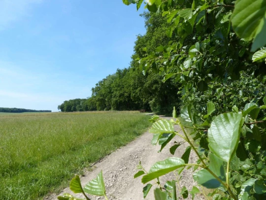 chavannes-de-bogis-versoix-102