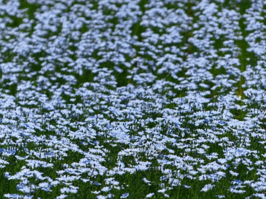 chavannes-de-bogis-versoix-106