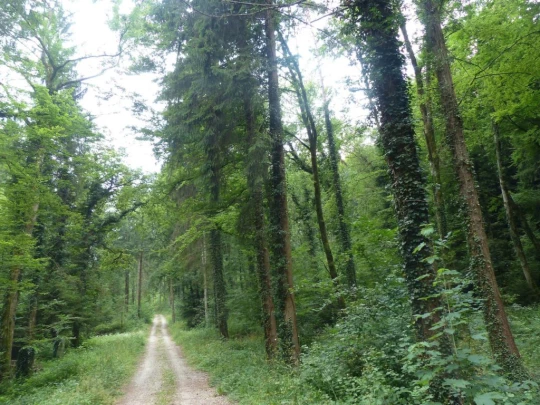 chavannes-le-veyron-apples-111