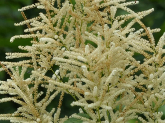 chavannes-le-veyron-apples-114