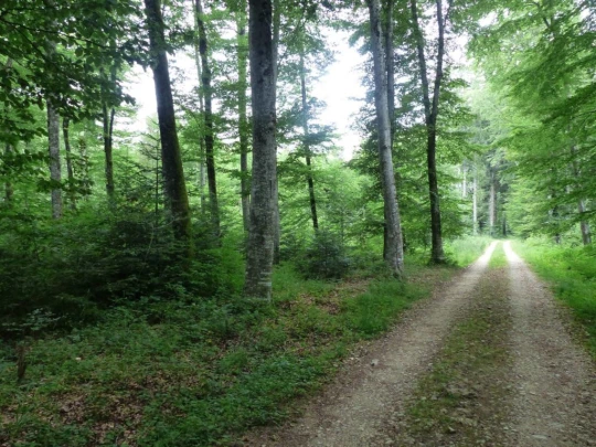 chavannes-le-veyron-apples-128