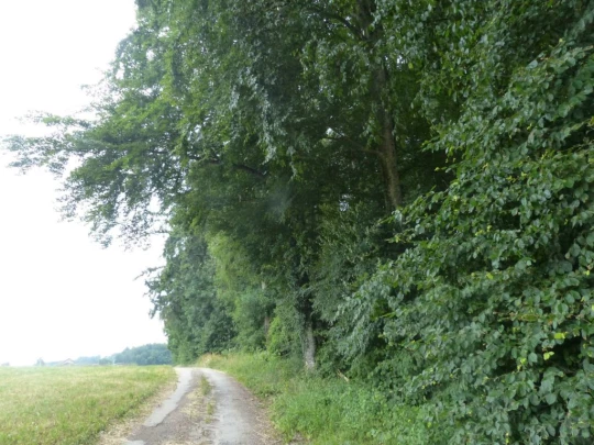 chavannes-le-veyron-apples-137