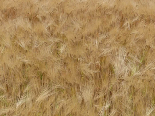 chavannes-le-veyron-apples-141