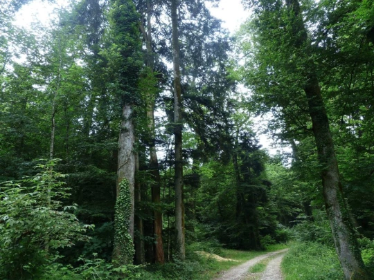 chavannes-le-veyron-apples-152