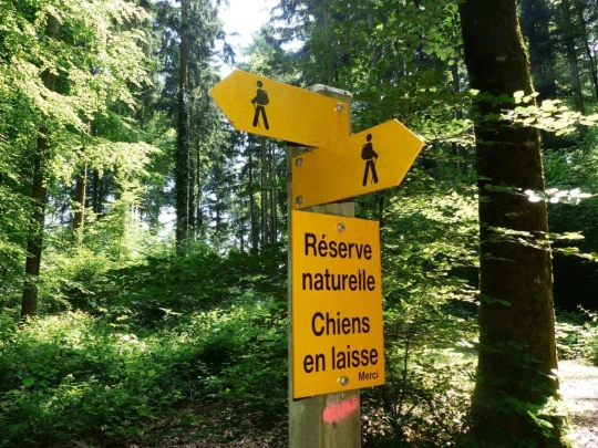 chavannes-le-veyron-apples-160