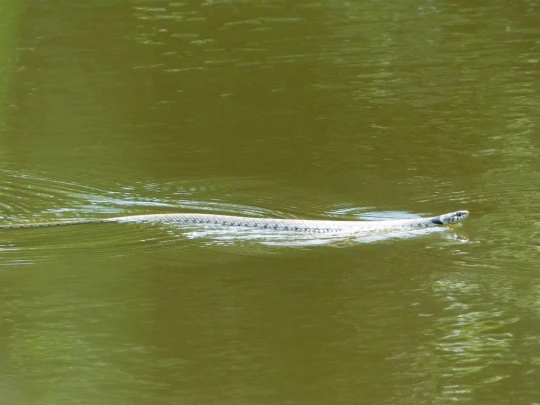 chavannes-le-veyron-apples-164