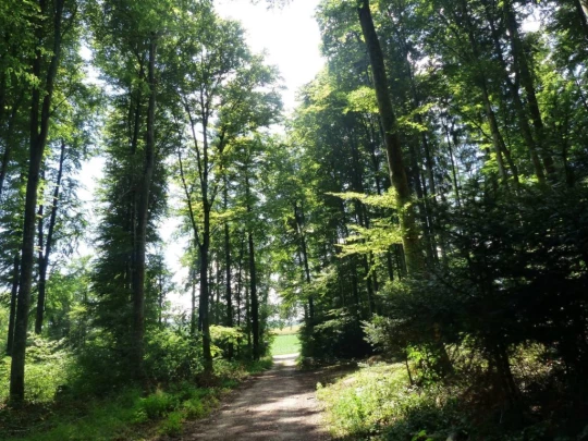 chavannes-le-veyron-apples-173