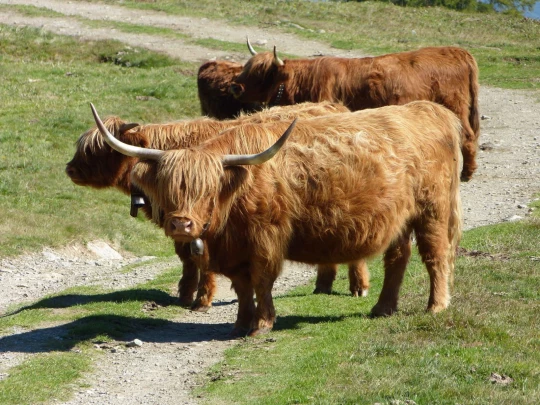 col-de-la-forclaz-martigny-148