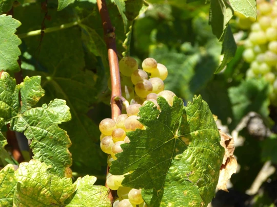 col-de-la-forclaz-martigny-184