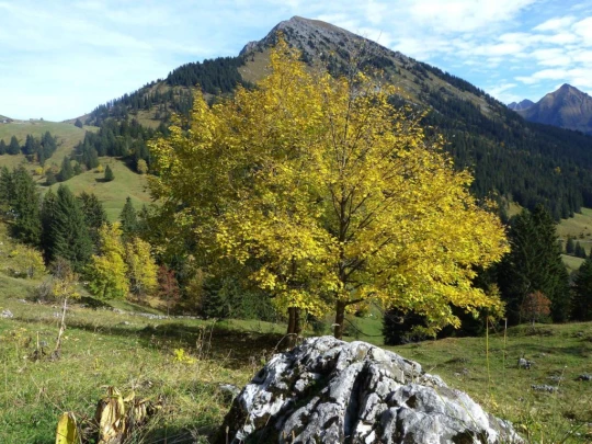 col-des-mosses-leysin-140