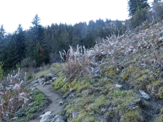 col-des-mosses-lioson-col-des-mosses-110