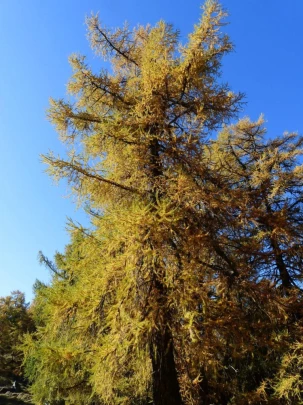 col-des-planches-etiez-149