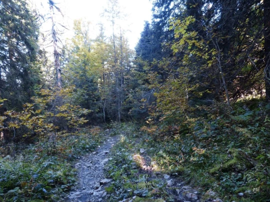 col-du-marchairuz-le-brassus-106