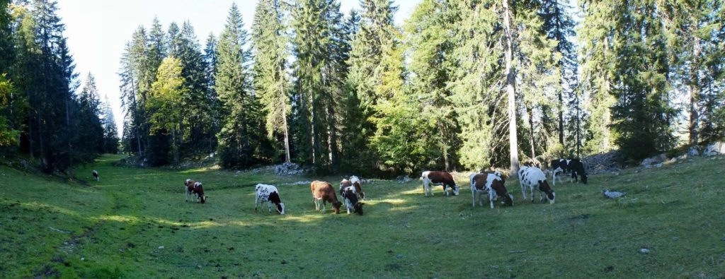 col-du-marchairuz-le-brassus-110