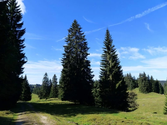 col-du-marchairuz-le-brassus-116