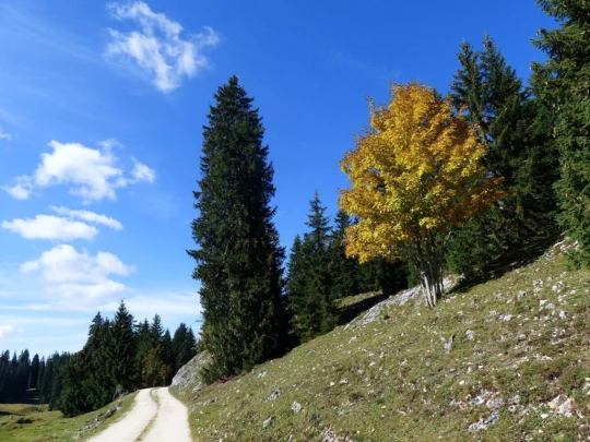 col-du-marchairuz-le-brassus-128