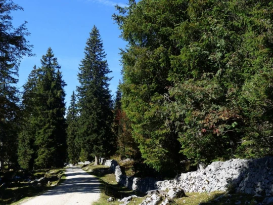 col-du-marchairuz-le-brassus-129