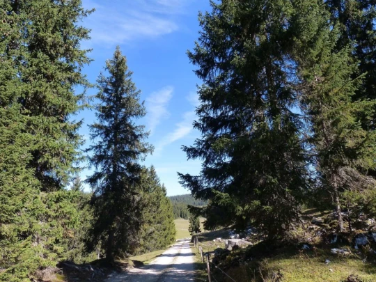 col-du-marchairuz-le-brassus-135