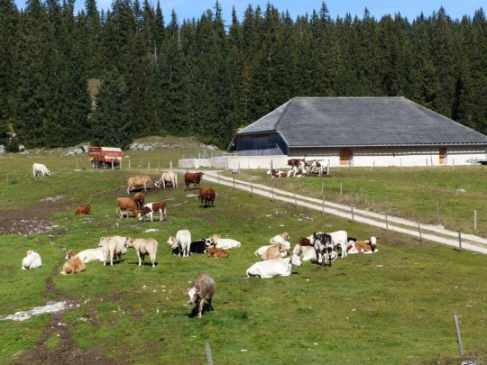 col-du-marchairuz-le-brassus-137