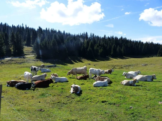 col-du-marchairuz-le-brassus-139