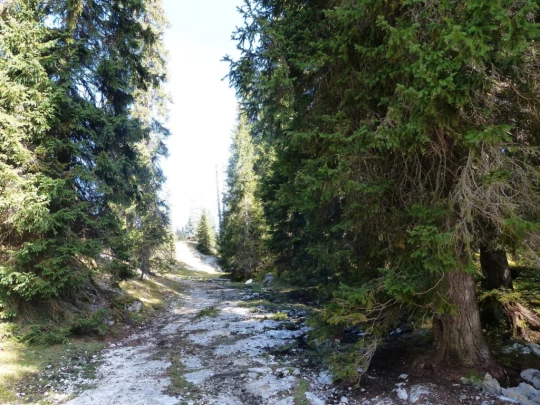 col-du-marchairuz-le-brassus-149