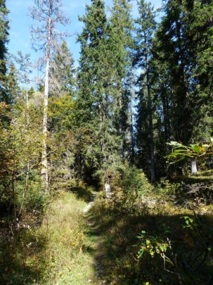 col-du-marchairuz-le-brassus-155