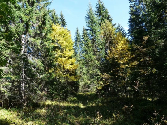 col-du-marchairuz-le-brassus-163