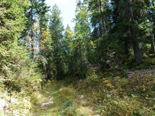 col-du-marchairuz-le-brassus-167