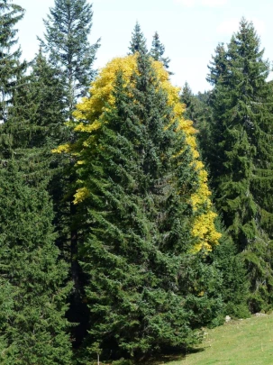 col-du-marchairuz-le-brassus-173