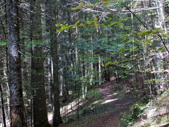 col-du-marchairuz-le-brassus-180